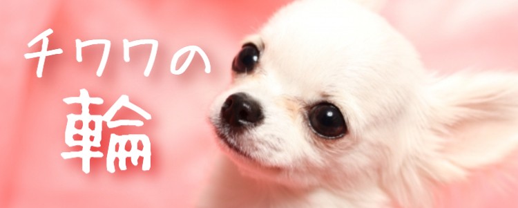 カワイイがいっぱい！ワンダーランド